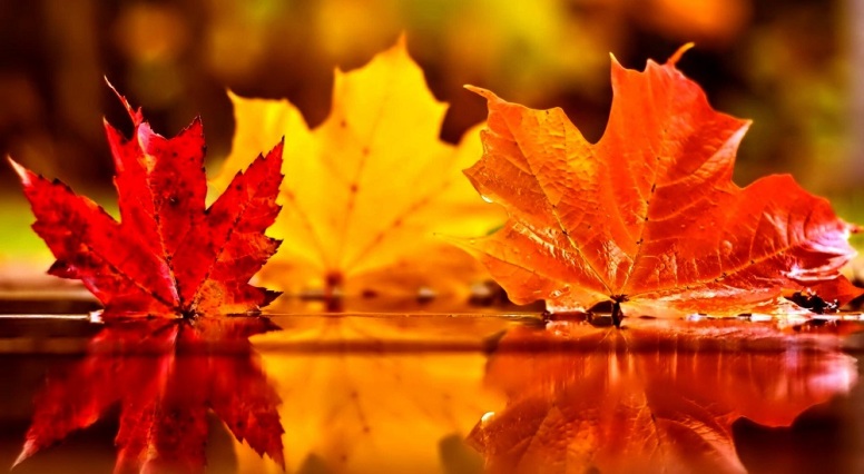 Autumn-leaves-water-image